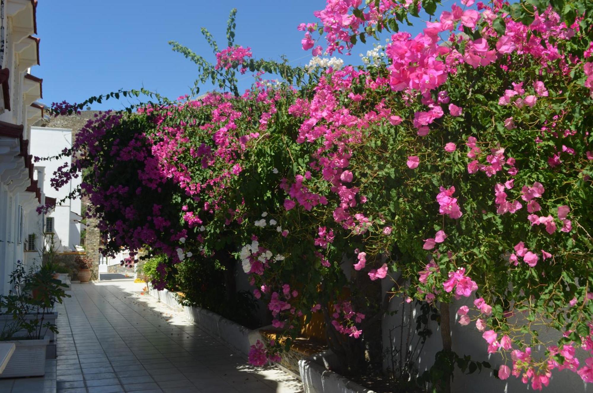 Nikos Studios Livadia  ภายนอก รูปภาพ
